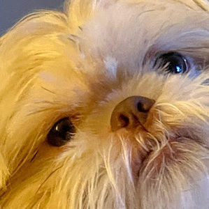 Meet your Posher, Tenya